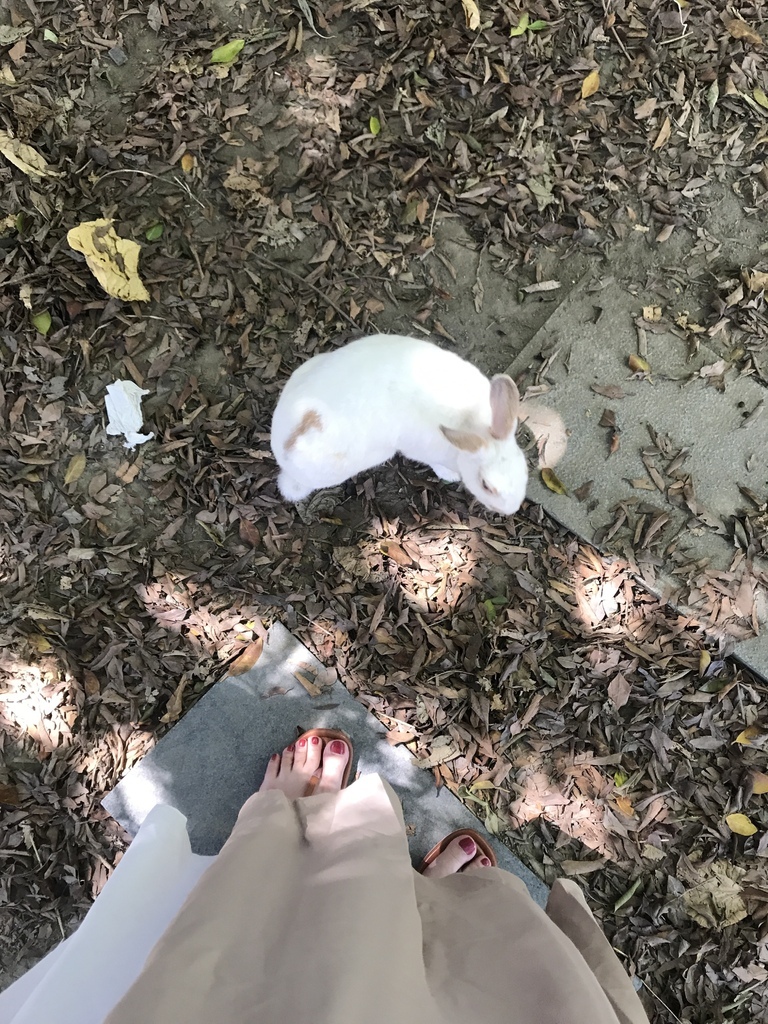 [食記] 新北 八里 TO House兔子庭園親子餐廳