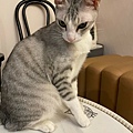 LINE_ALBUM_東區 貓吧_240202_31.jpg