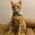 LINE_ALBUM_東區 貓吧_240202_29.jpg