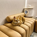 LINE_ALBUM_東區 貓吧_240202_27.jpg