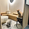 LINE_ALBUM_東區 貓吧_240202_19.jpg