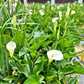 LINE_ALBUM_頂湖小鎮_240408_13.jpg