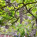 LINE_ALBUM_頂湖小鎮_240408_21.jpg
