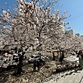 釜山櫻花 (6).jpg