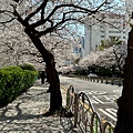 釜山櫻花 (3).jpg