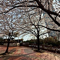 釜山櫻花 (8).jpg