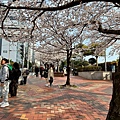 釜山櫻花 (9).jpg
