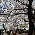 釜山櫻花 (10).jpg