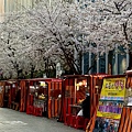 釜山櫻花 (11).jpg