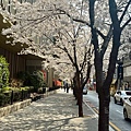 釜山櫻花 (13).jpg