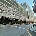 釜山櫻花 (12).jpg