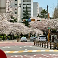 釜山櫻花 (15).jpg
