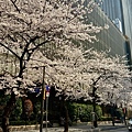 釜山櫻花 (14).jpg