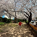 釜山櫻花 (16).jpg