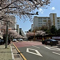 釜山櫻花 (1).jpg