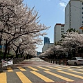 釜山櫻花 (2).jpg