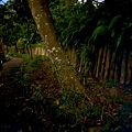 茶廂露瑩-豪華露營車 (28).jpg