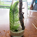 我的DIY藻瓶