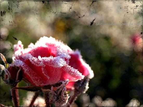 winter-rose.jpg