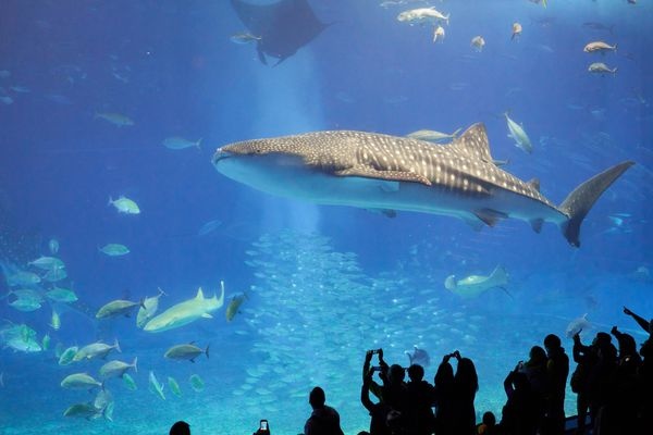 沖繩必去|| 美麗海水族館 & 海洋博公園，旁邊就是大海!