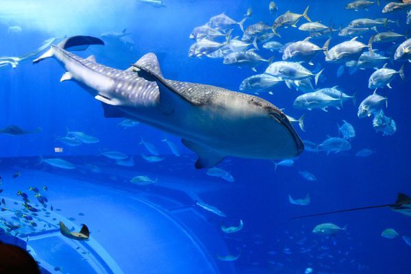 沖繩必去|| 美麗海水族館 & 海洋博公園，旁邊就是大海!