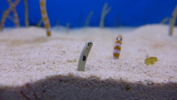 沖繩必去|| 美麗海水族館 & 海洋博公園，旁邊就是大海!