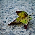 _MG_0681.jpg