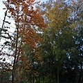 _MG_0704.jpg