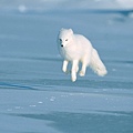 極地白狐