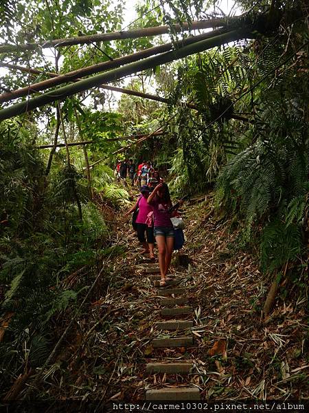 前往聖愛營地之竹林步道