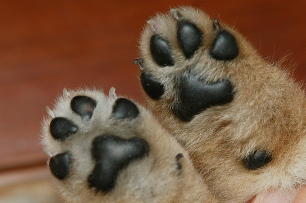 Kuma小時候 黑黑的肉球像不像熊掌 Carol225的相簿 痞客邦