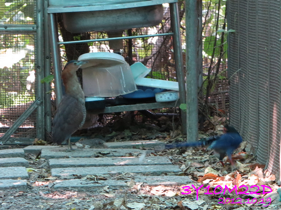 3Y10M22D-1芝山生態綠園-01 3Y10M22D-1芝山生態綠園-01