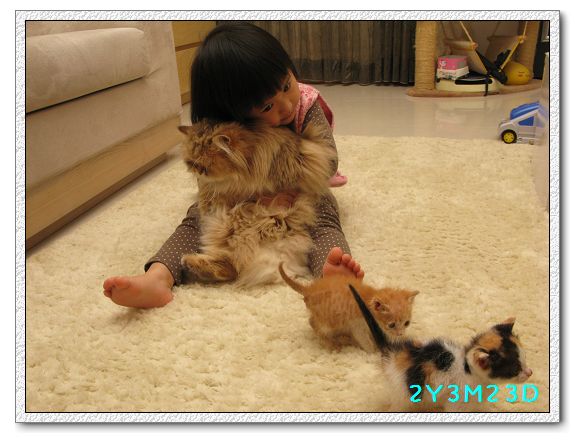 2Y03M23D-小貓07.jpg 2Y03M23D-小貓07.jpg