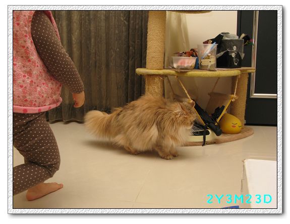 2Y03M23D-小貓05.jpg 2Y03M23D-小貓05.jpg