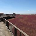 鴻海灘濕地一帶風景 (40).jpg