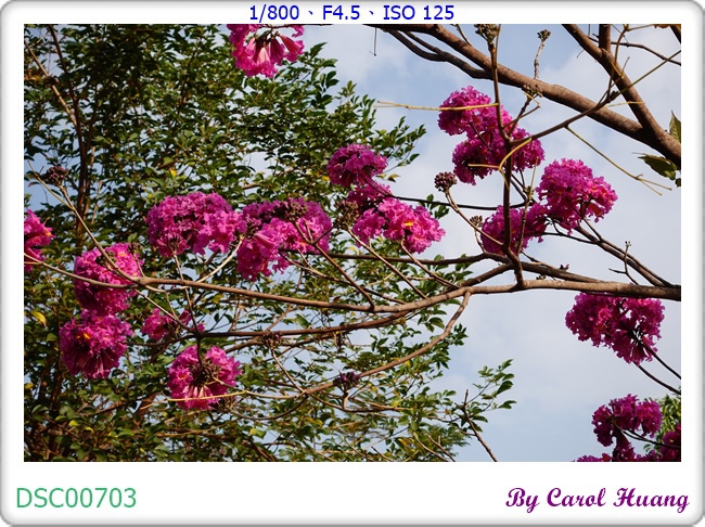 DSC00703.JPG