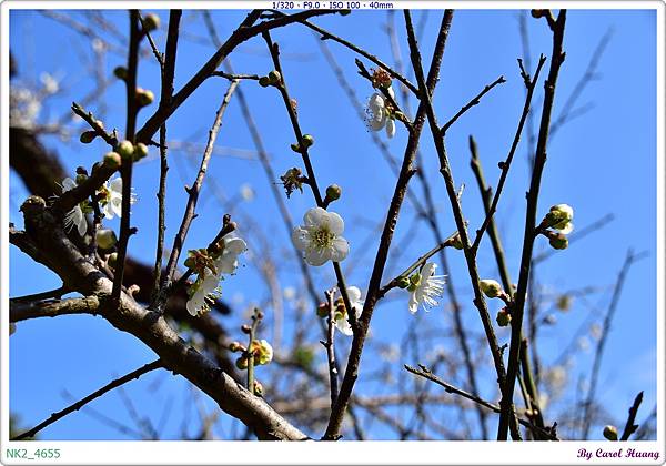 NK2_4655.JPG
