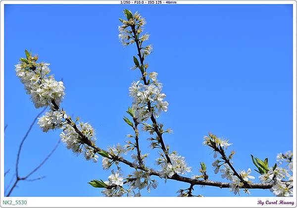 NK2_5530.JPG