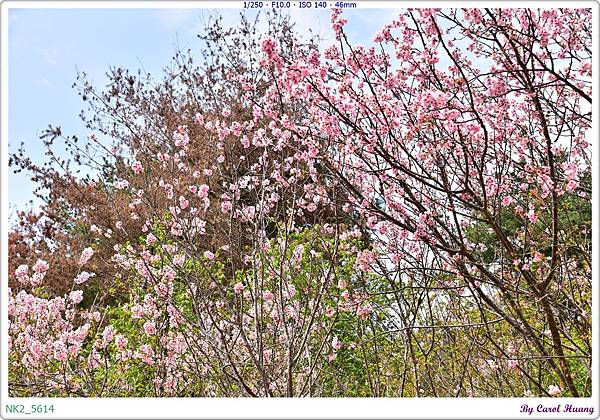 NK2_5614.JPG
