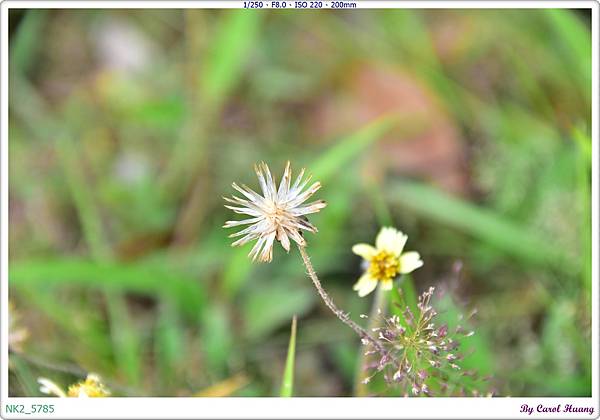 NK2_5785.JPG