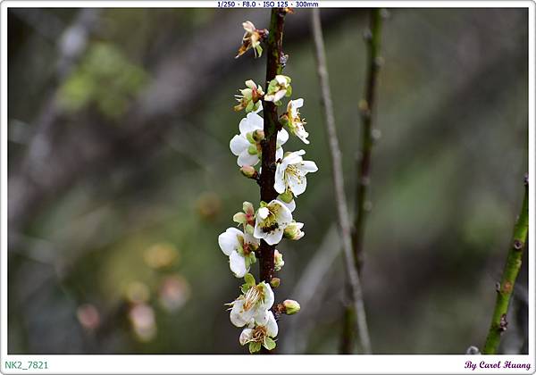 NK2_7821.JPG