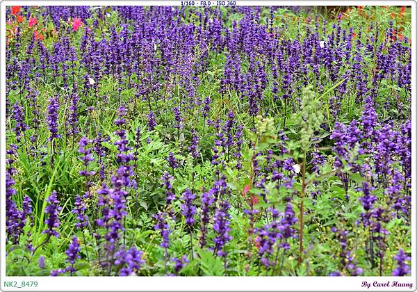 NK2_8479.JPG