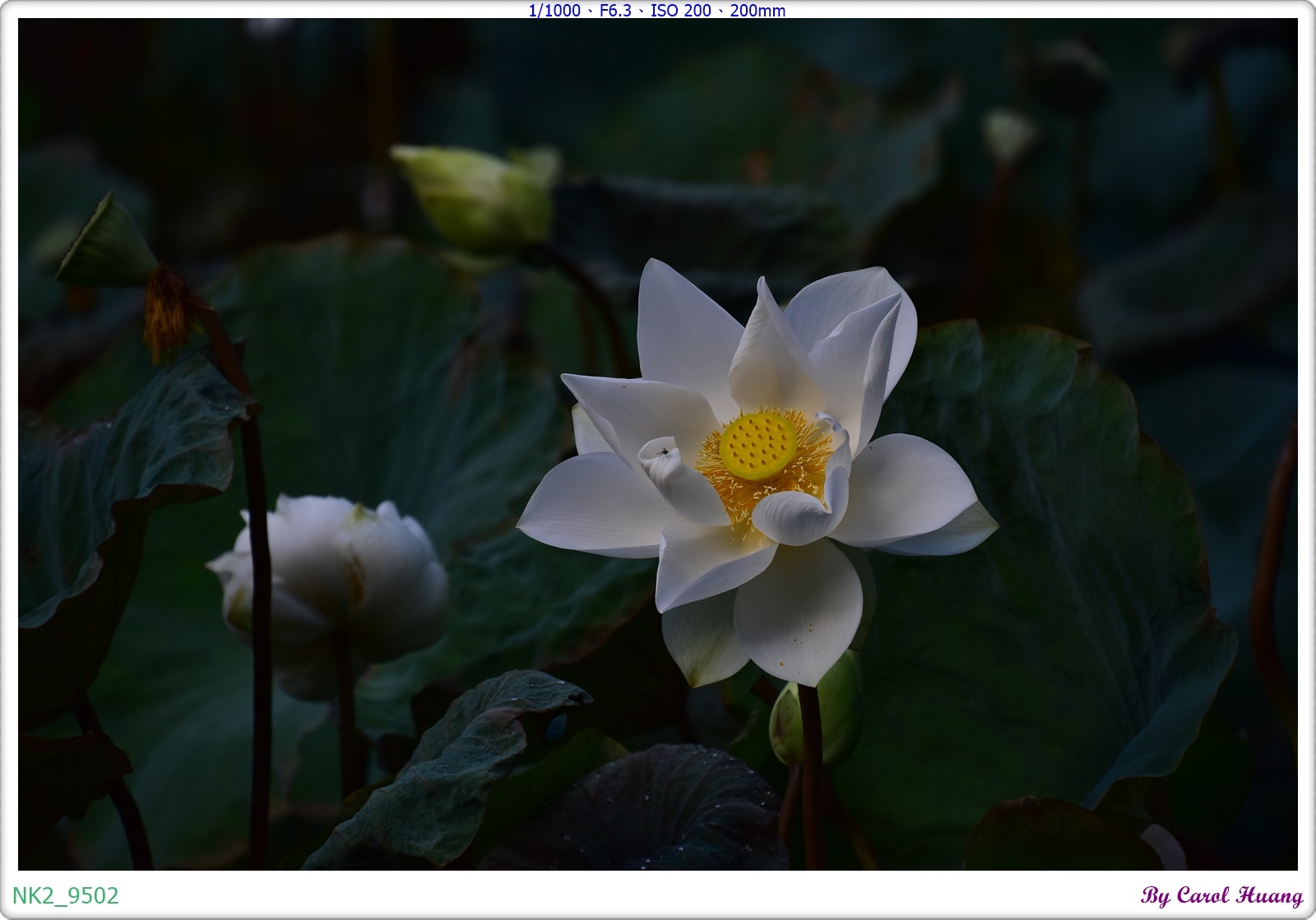 NK2_9502.JPG NK2_9502.JPG