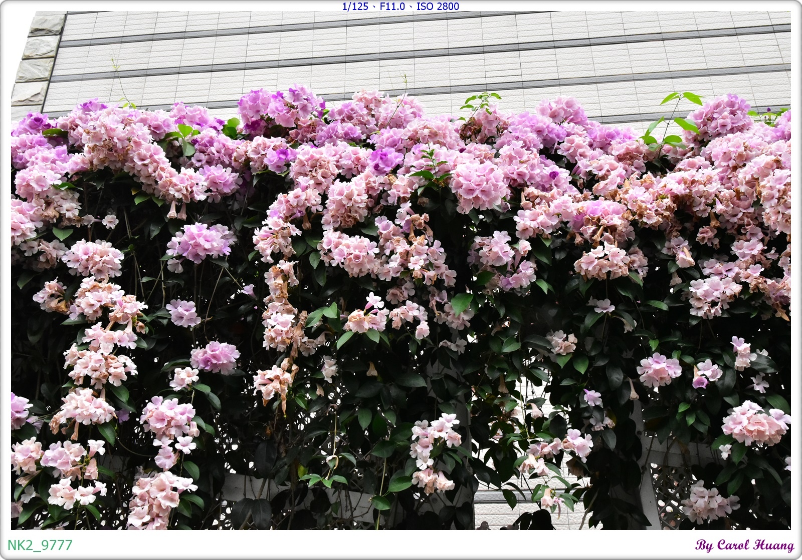 NK2_9777.JPG