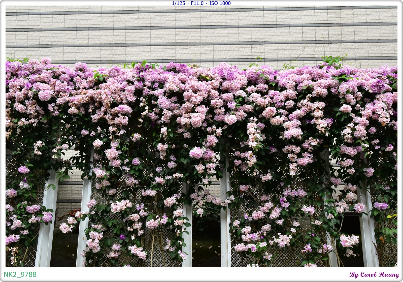 NK2_9788.JPG
