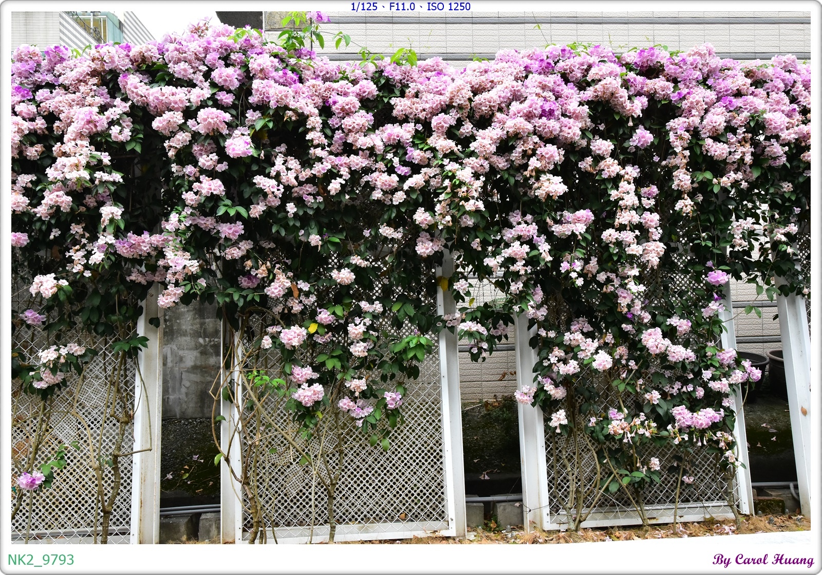NK2_9793.JPG