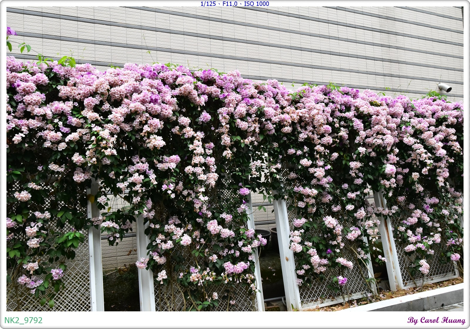 NK2_9792.JPG