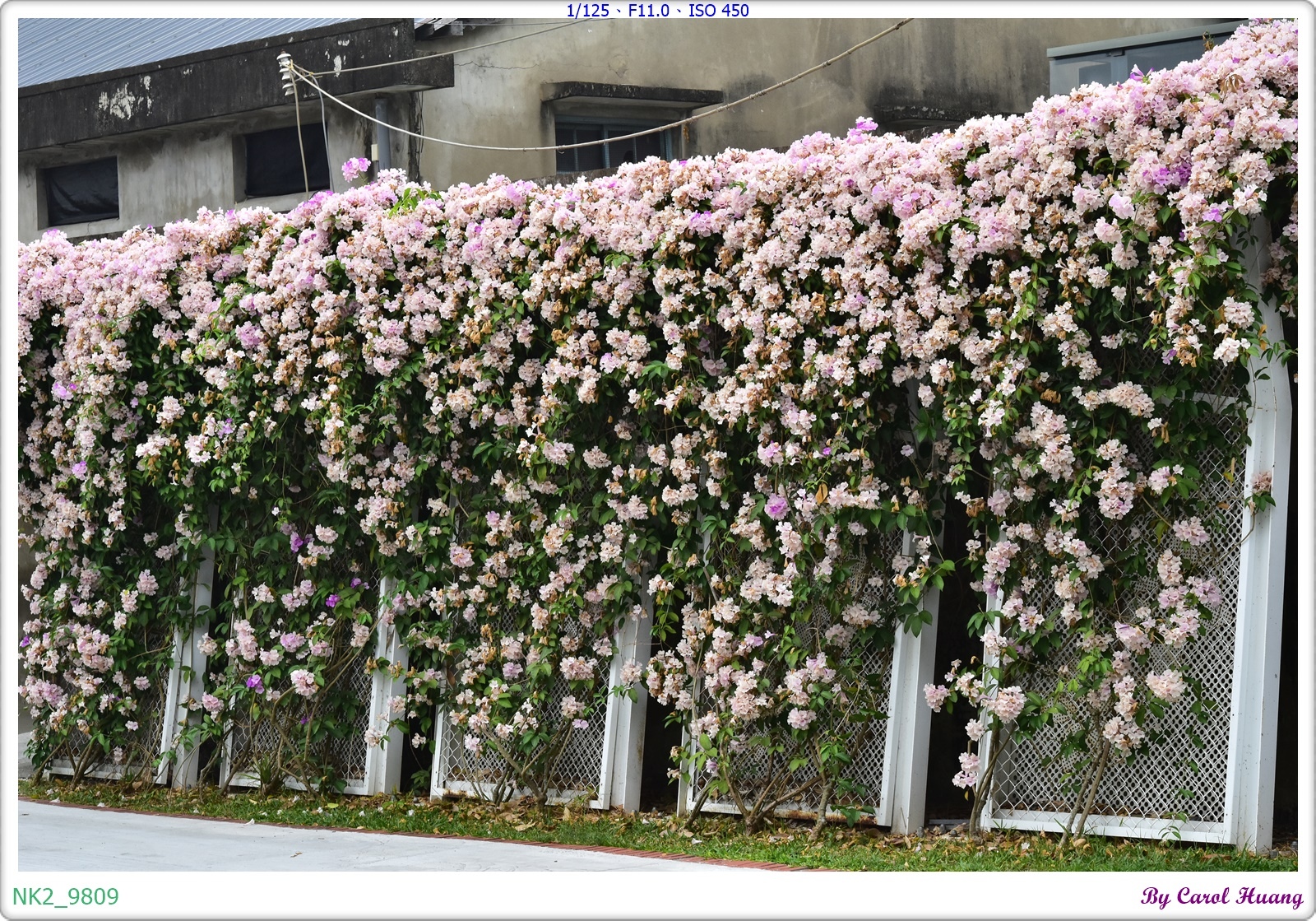NK2_9809.JPG