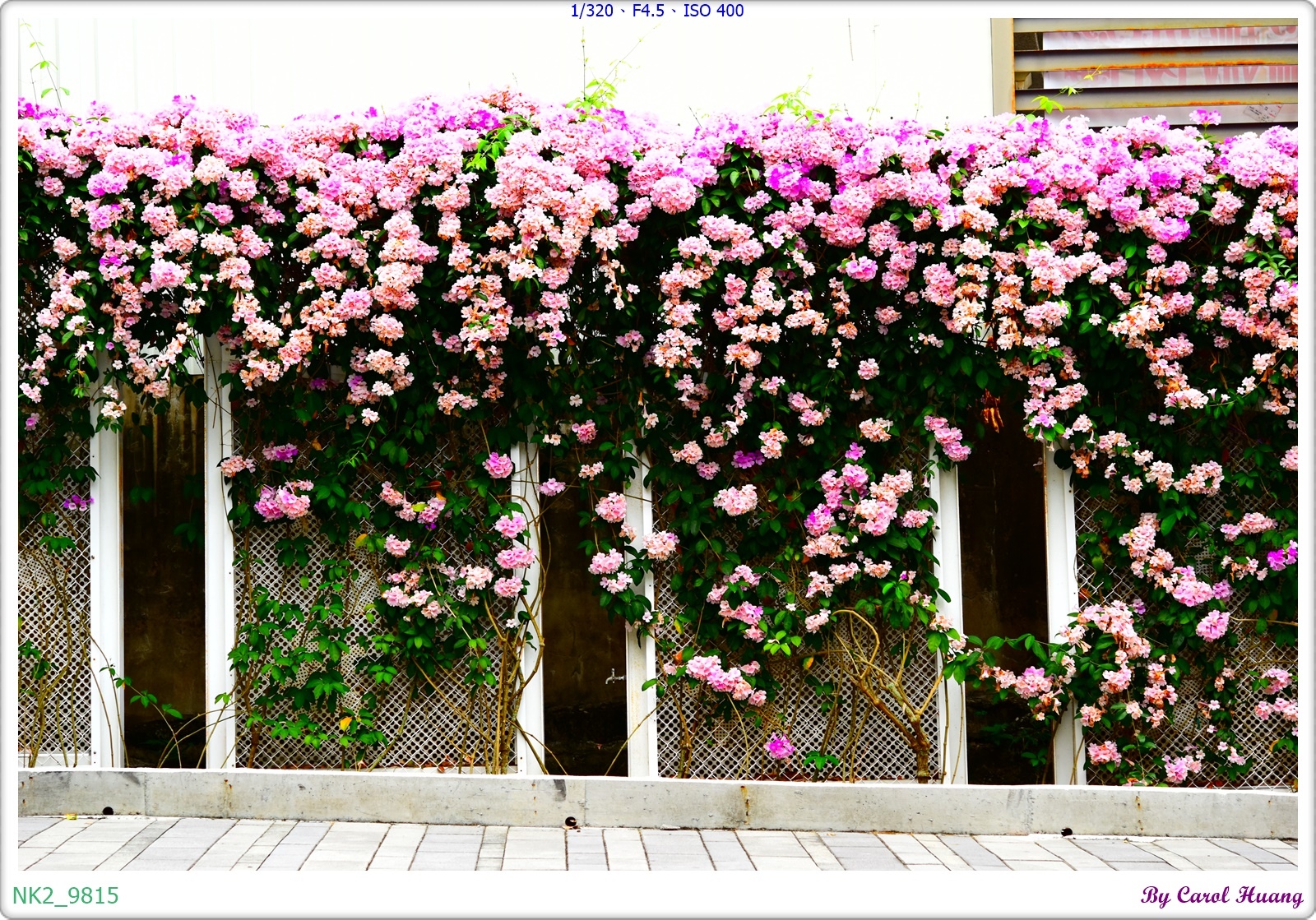 NK2_9815.JPG