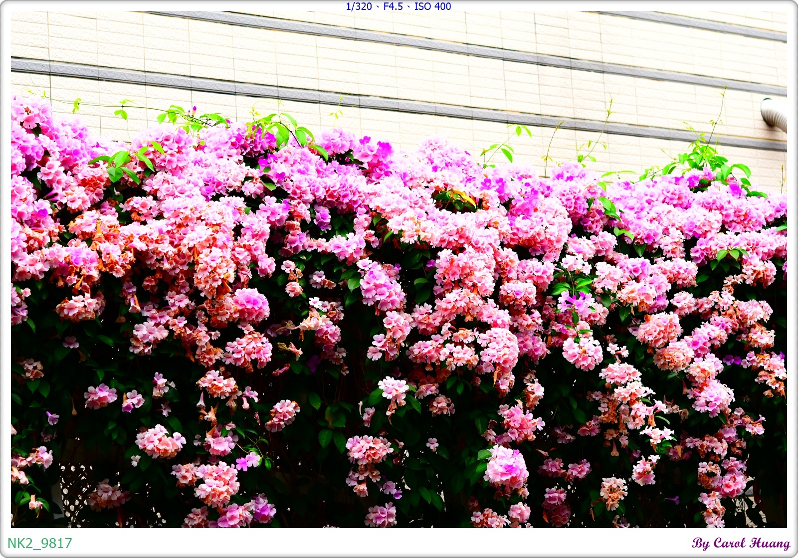 NK2_9817.JPG